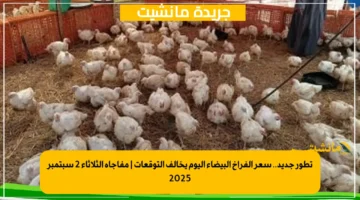 تطور جديد.. سعر الفراخ البيضاء اليوم يخالف التوقعات مفاجأة الثلاثاء 2 سبتمبر 2025 1